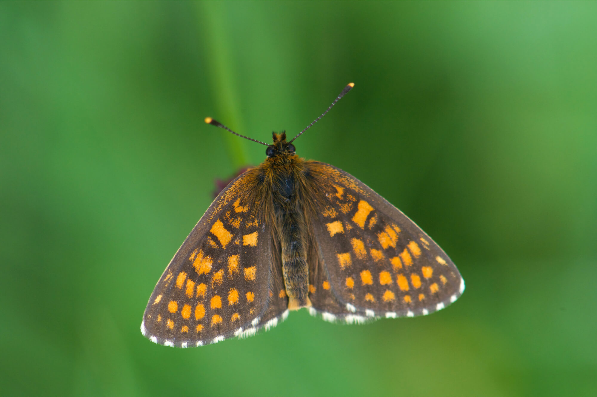 Melitaea diamina