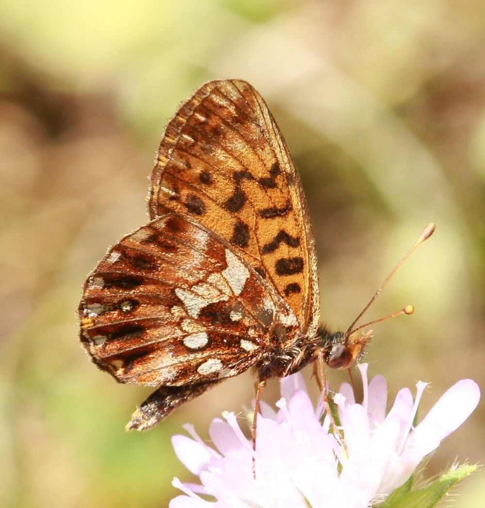 Boloria dia