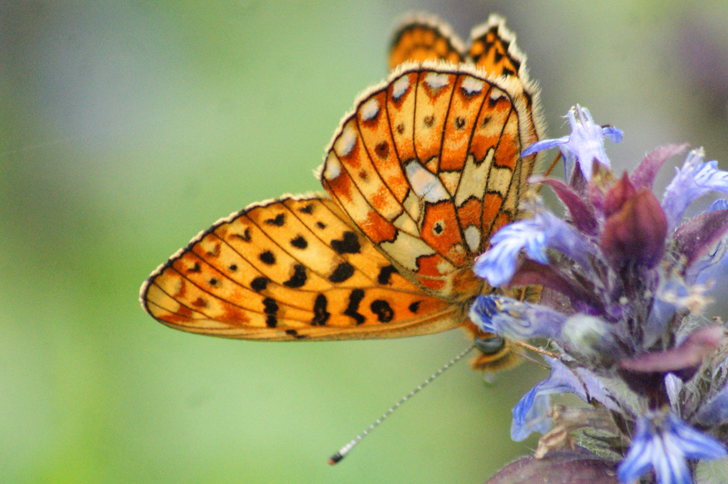 Boloria euphrosyne