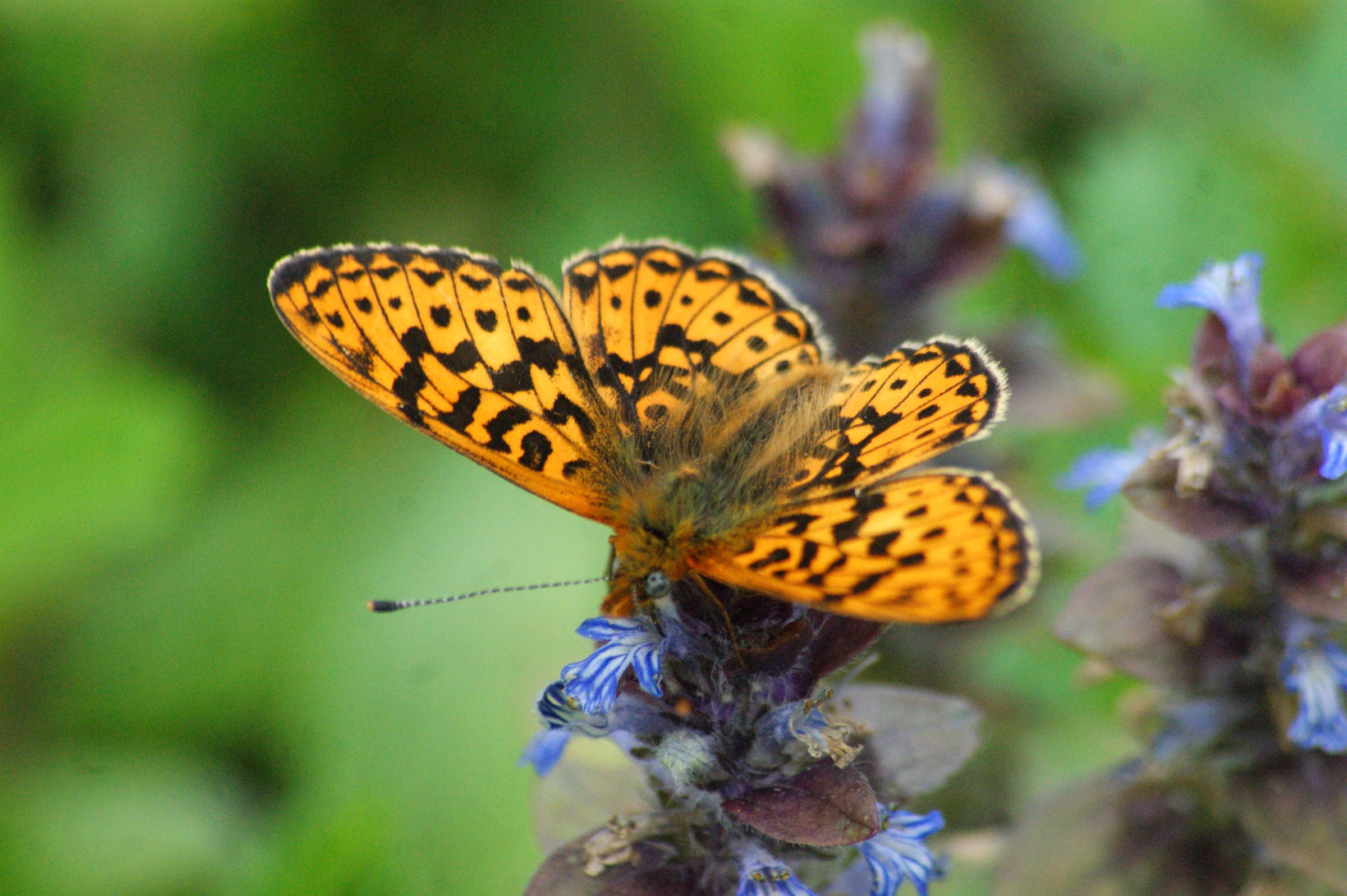 Boloria euphrosyne