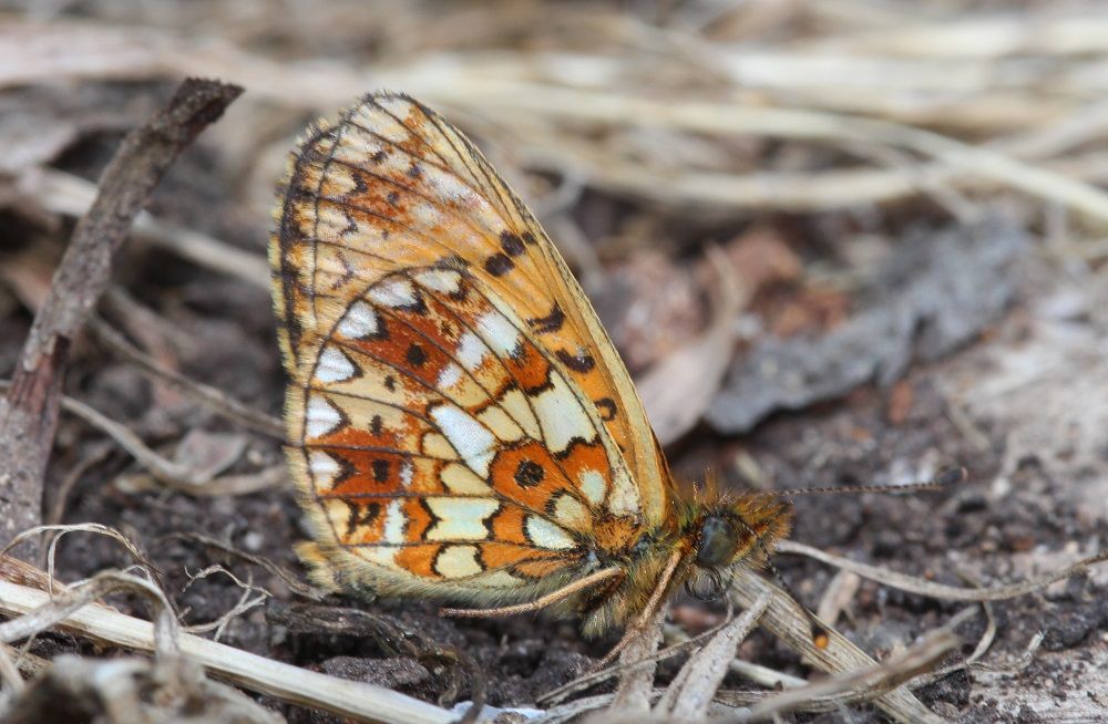 Boloria selene