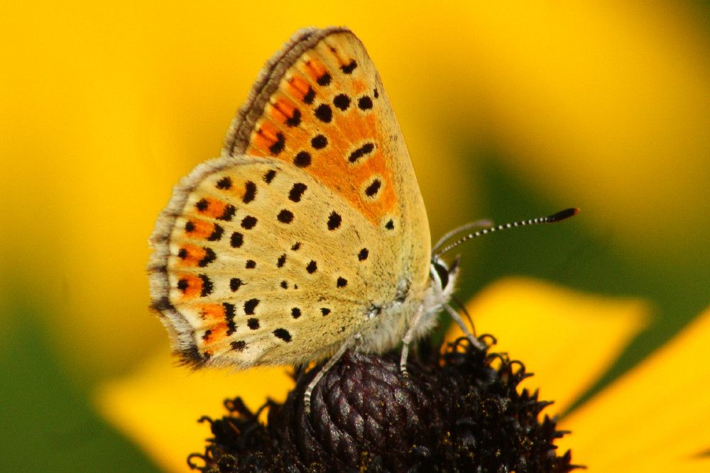 Lycaena tityrus