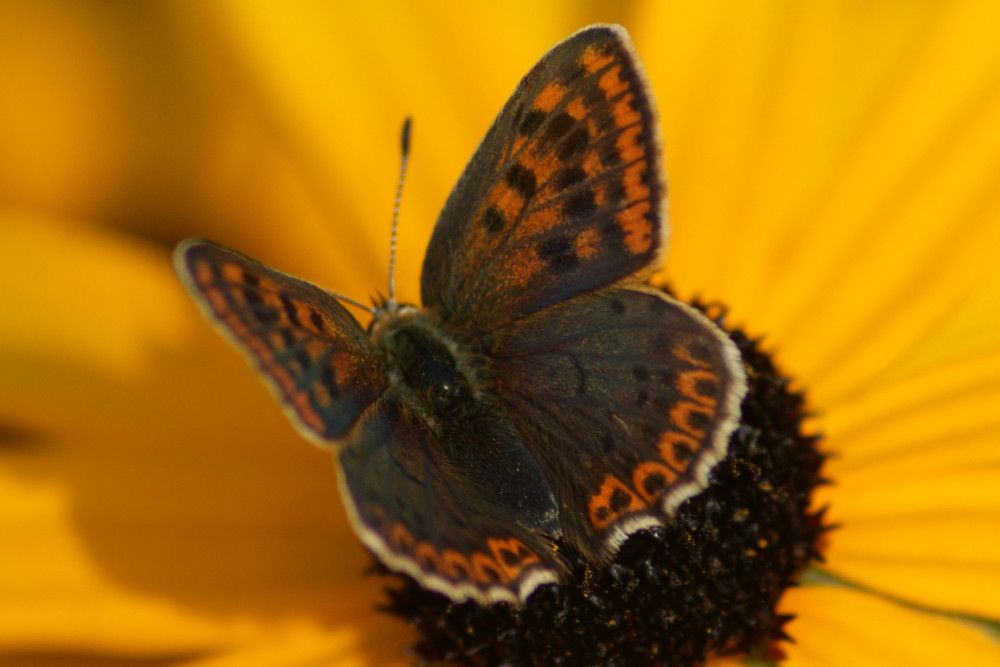 Lycaena tityrus