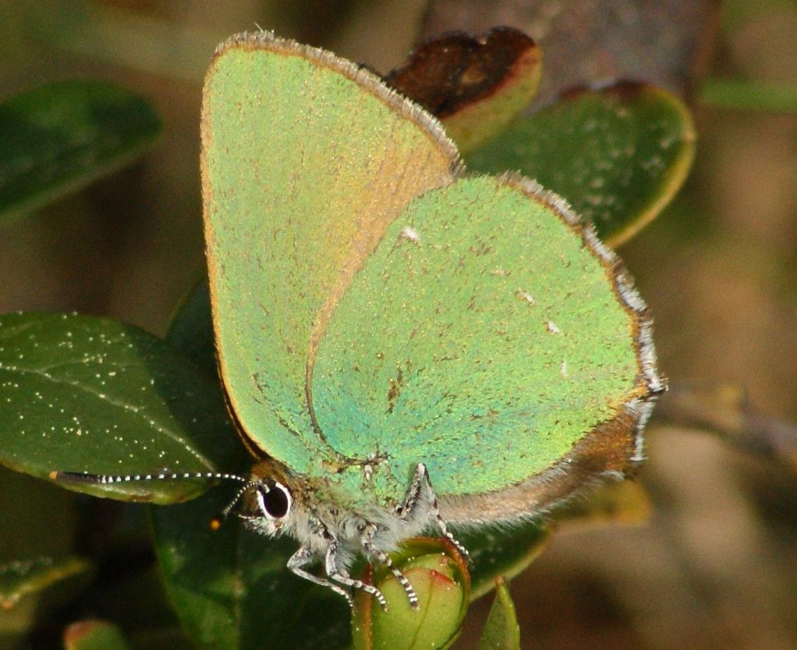 Callophrys rubi