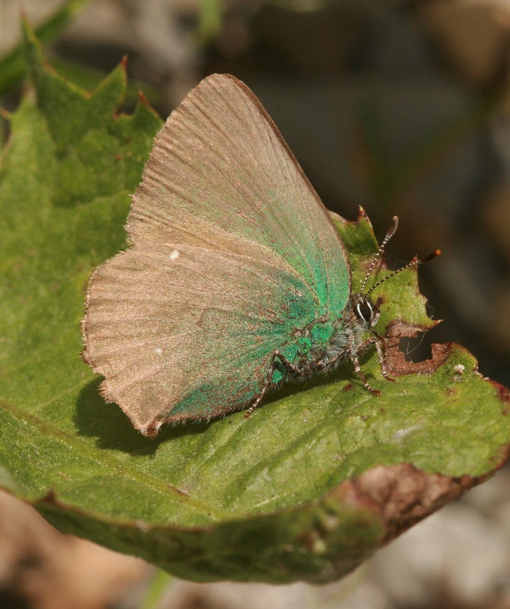 Callophrys rubi