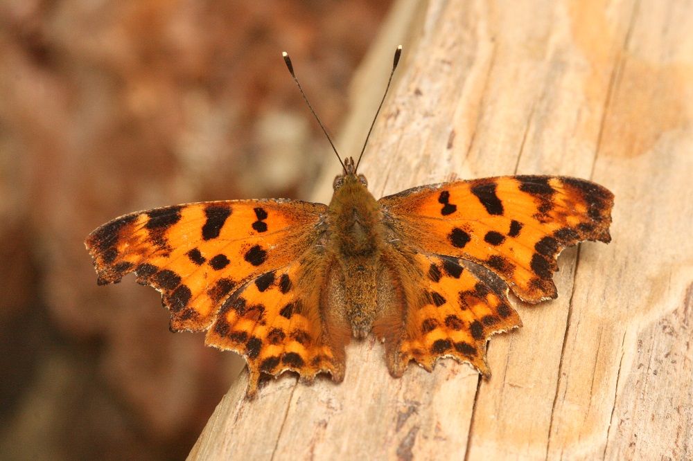 Polygonia c-album