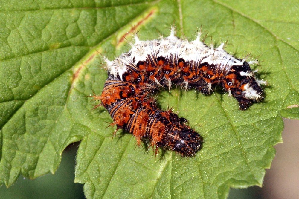 Polygonia c-album (Raupe)