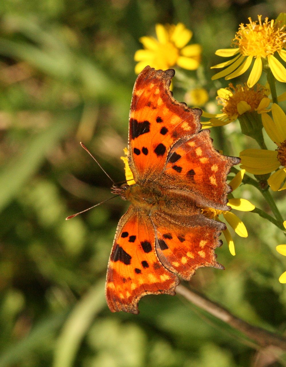 Polygonia c-album