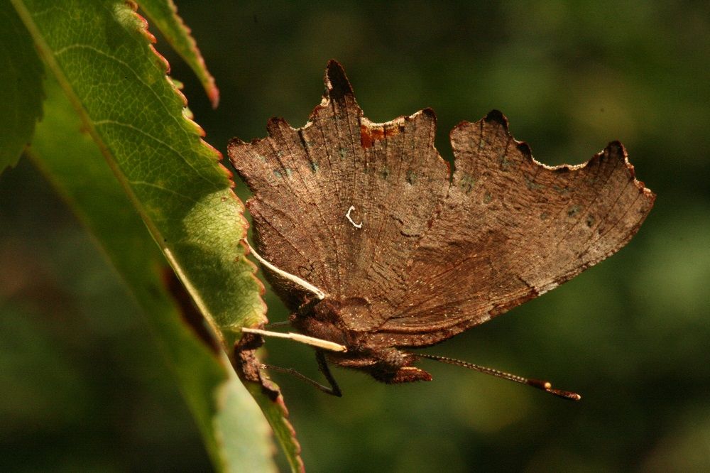 Polygonia c-album