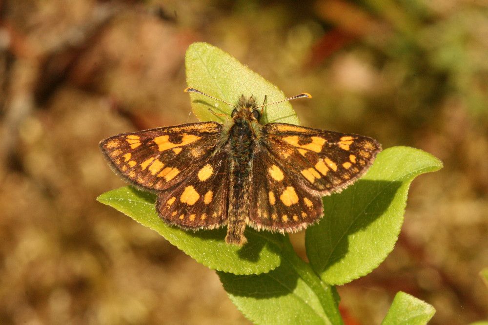 Carterocephalus palaemon