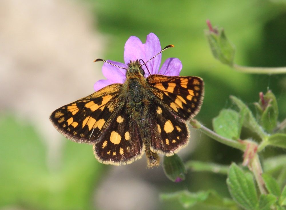 Carterocephalus palaemon