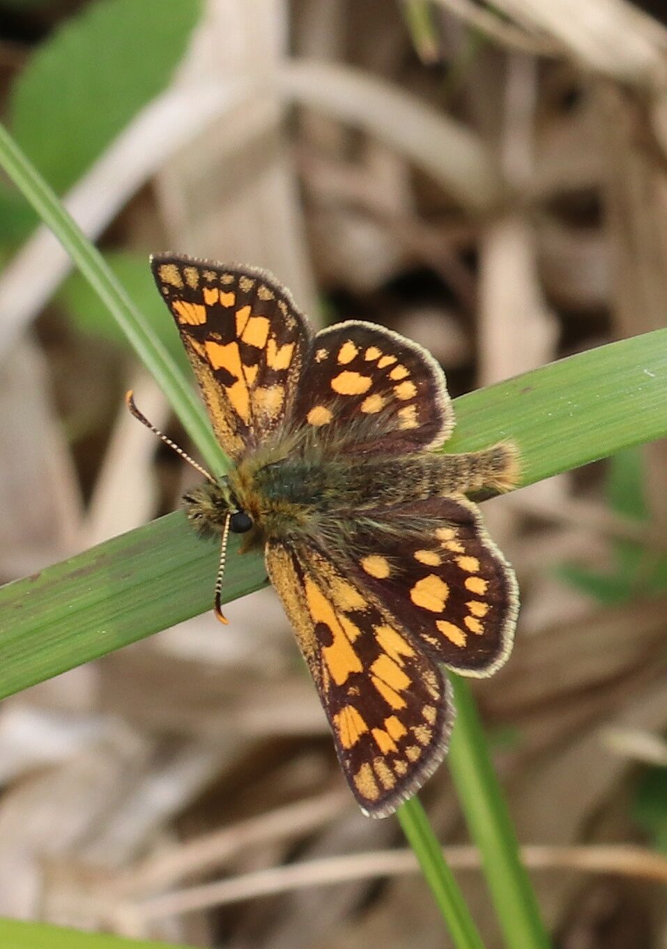 Carterocephalus palaemon