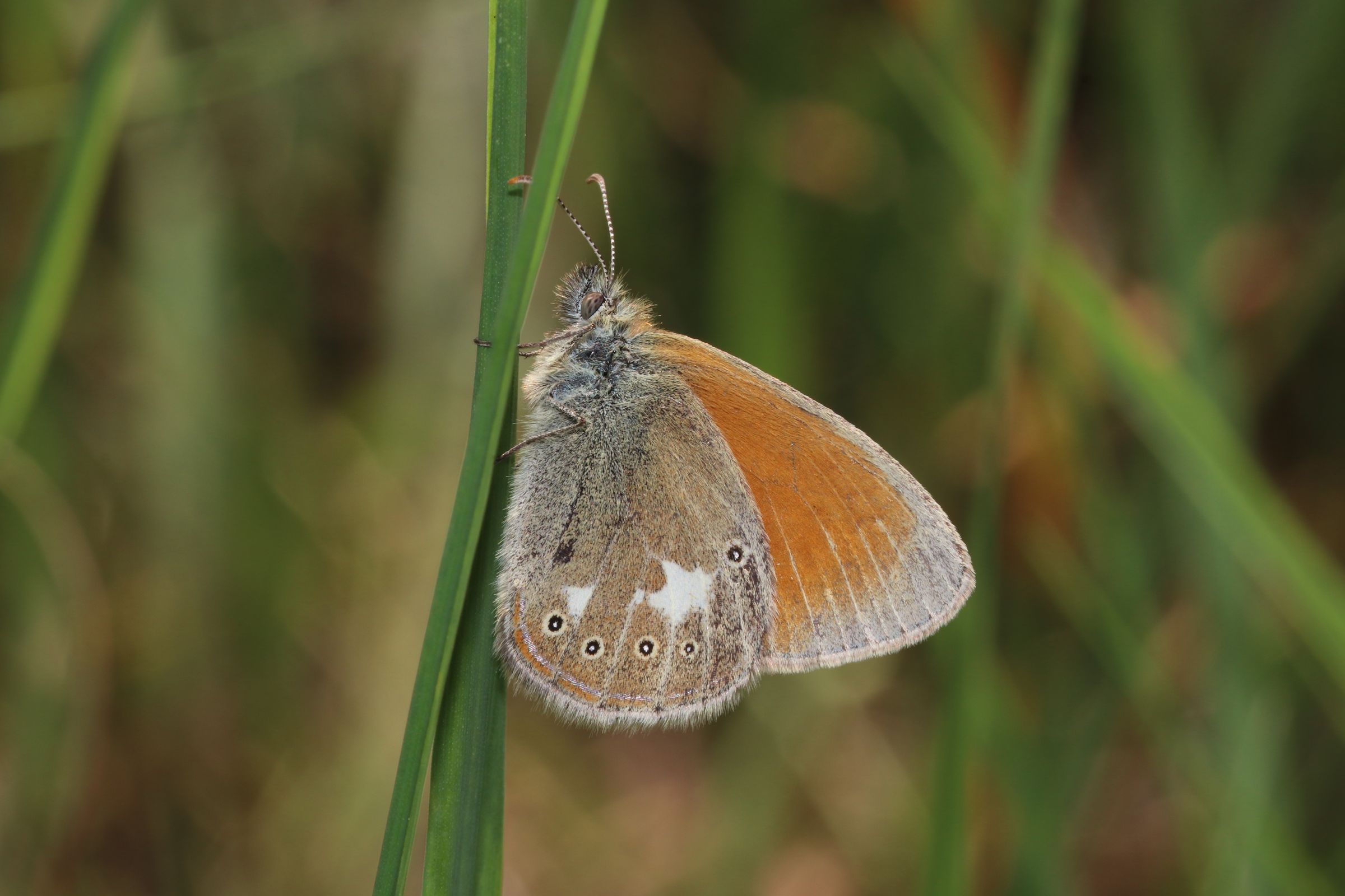 Coenonympha glycerion