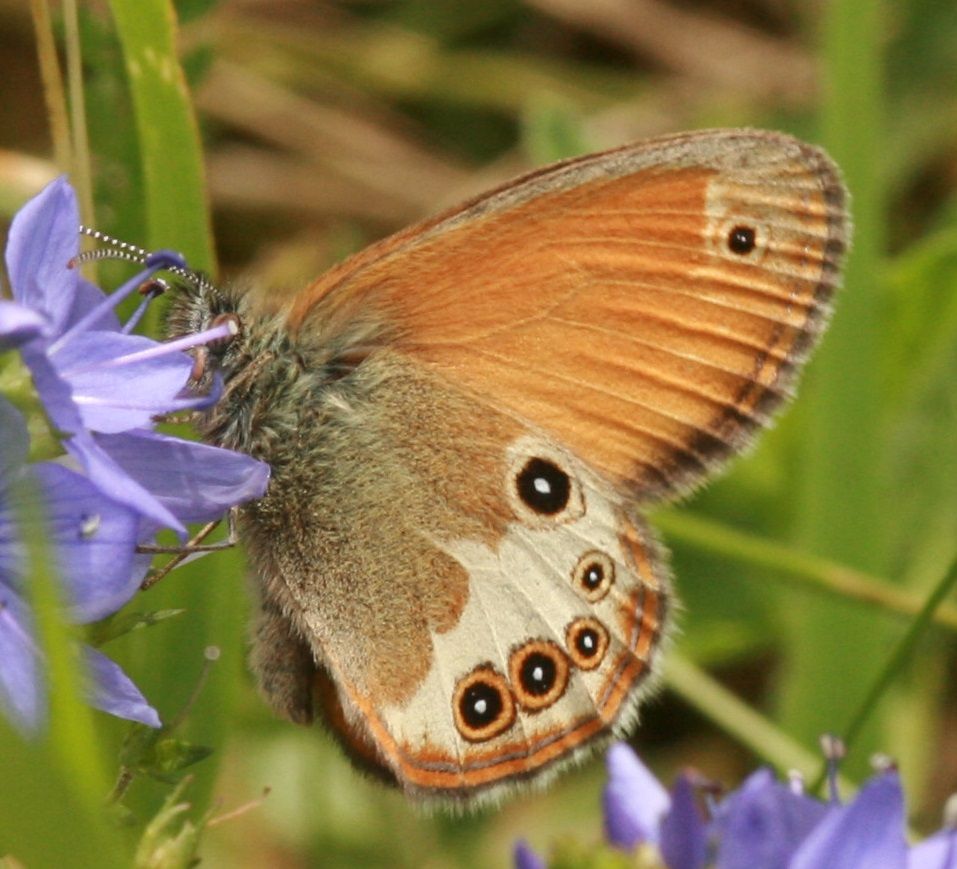 Coenonympha arcania