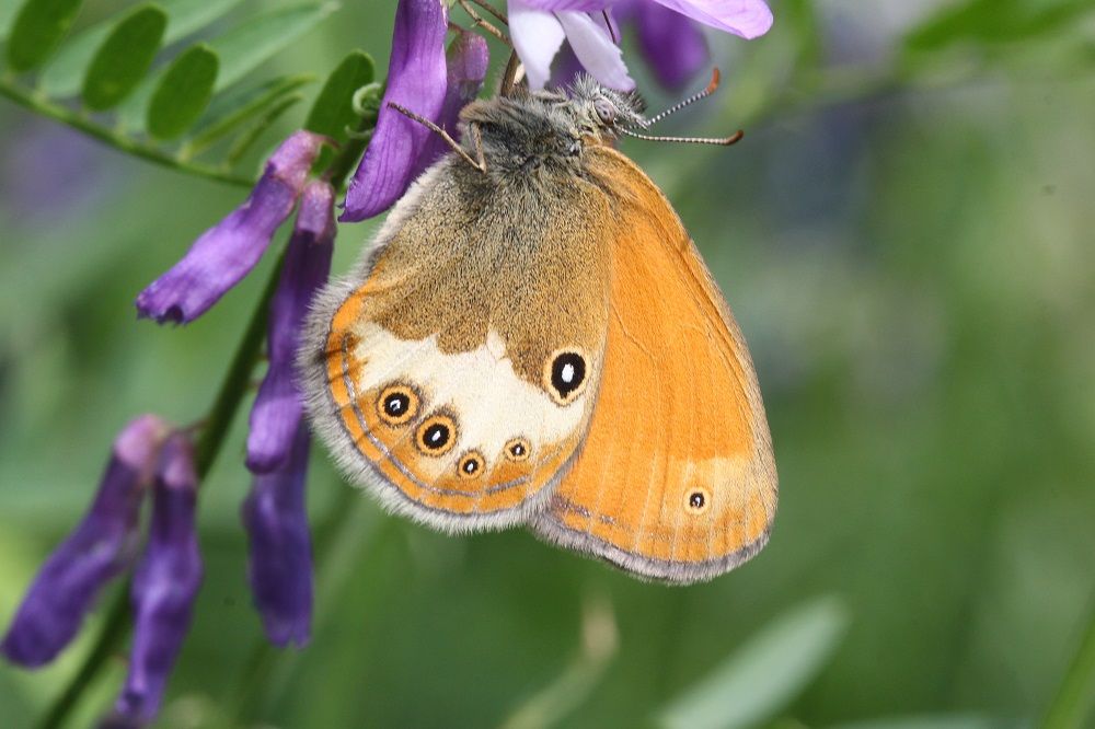 Coenonympha arcania