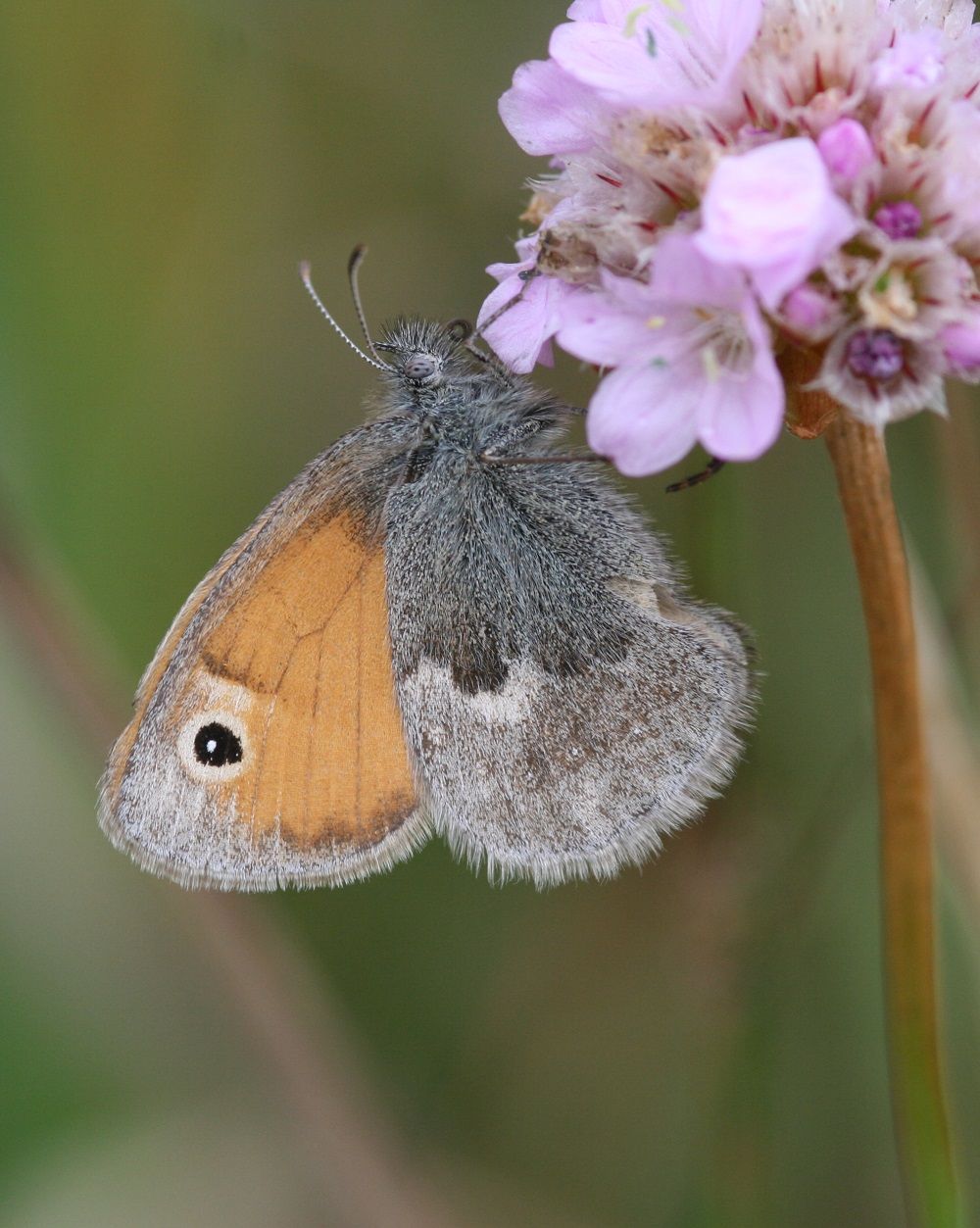 Coenonympha pamphilus