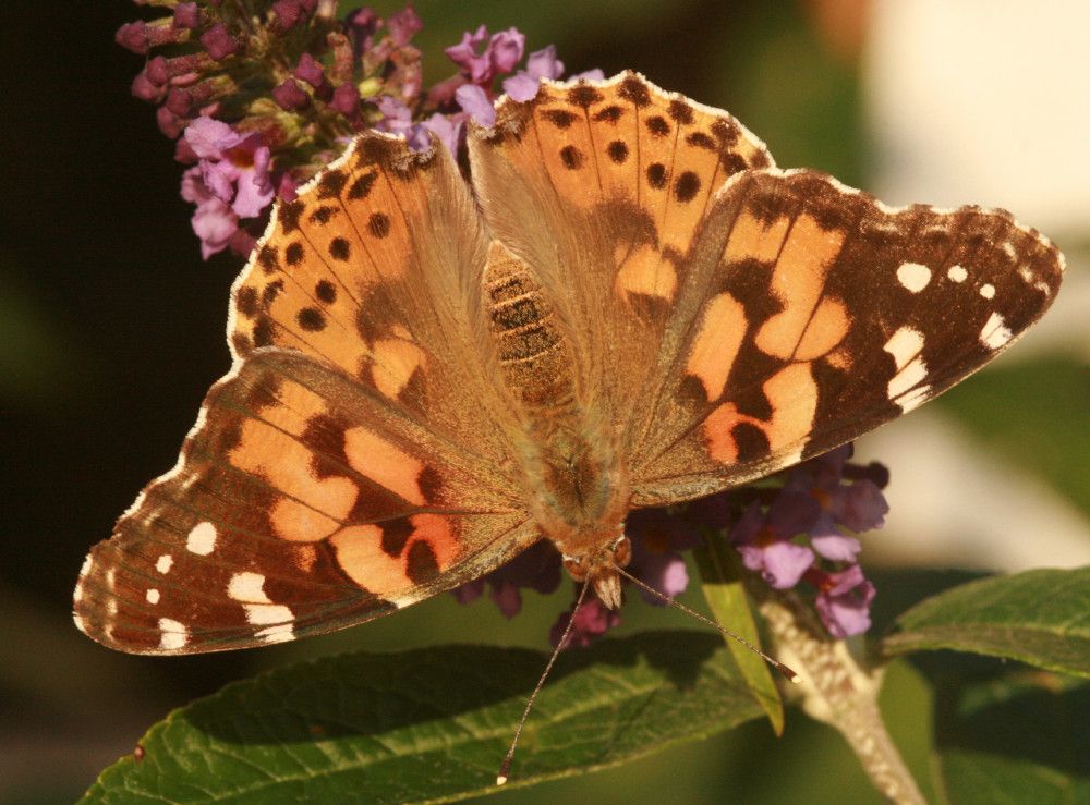 Vanessa cardui