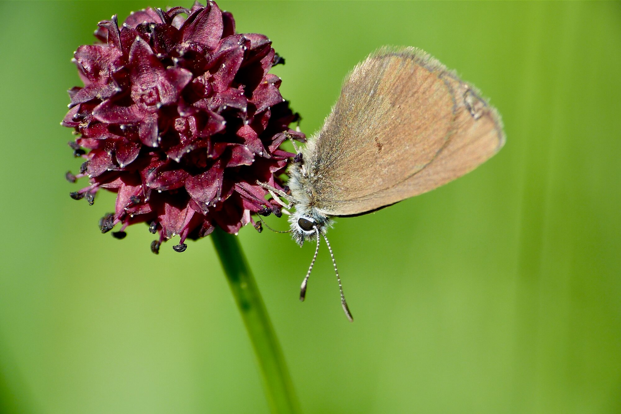 Dunkler Wiesenknopf-Ameisenbläuling