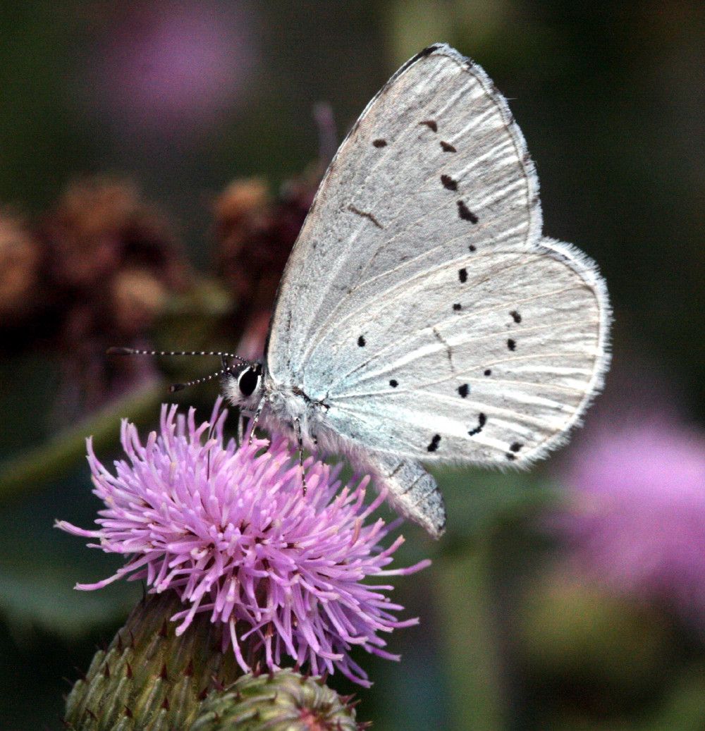 Celastrina argiolus