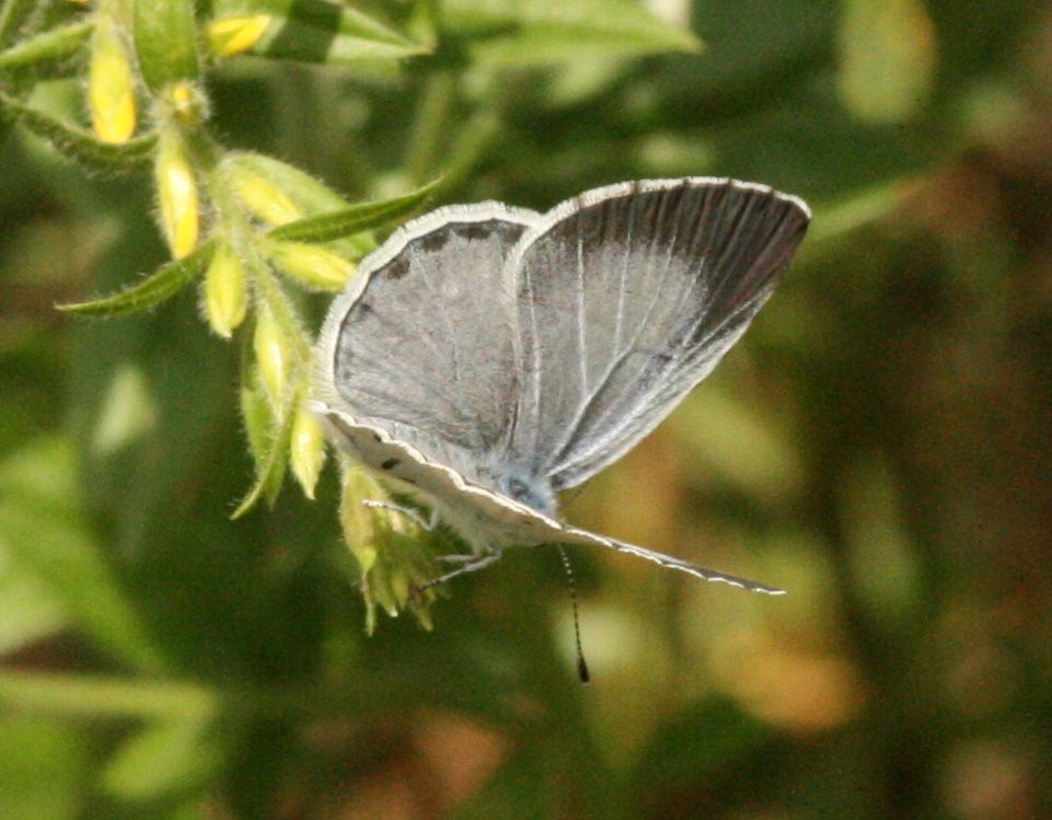 Celastrina argiolus