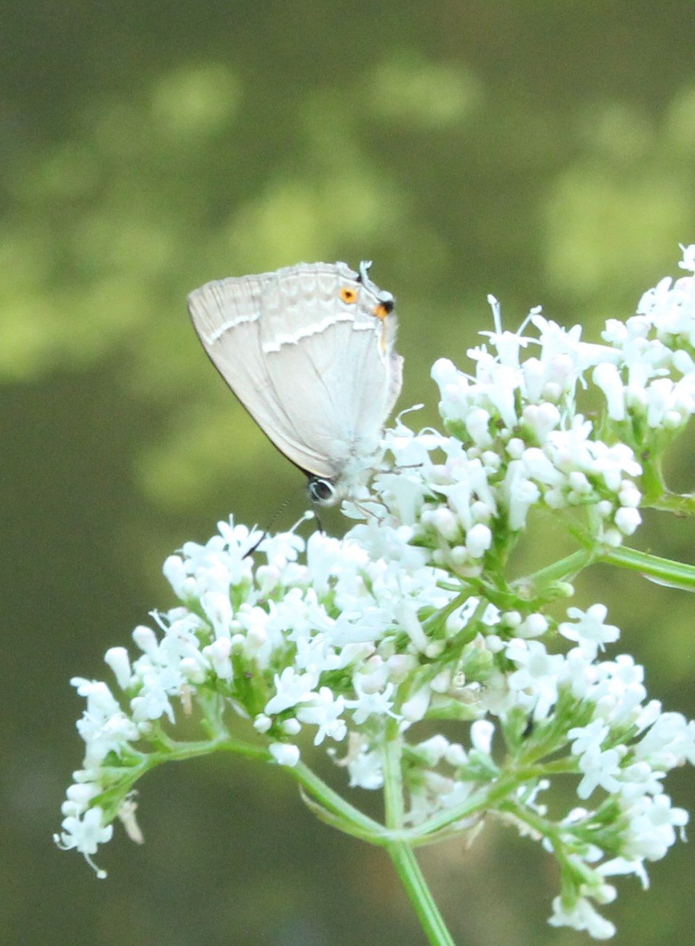 Neozephyrus quercus