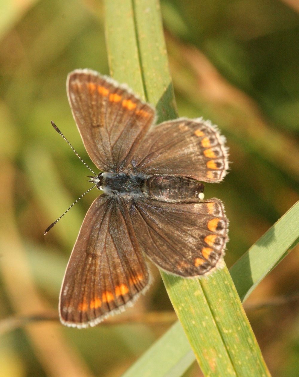 Polyommatus icarus