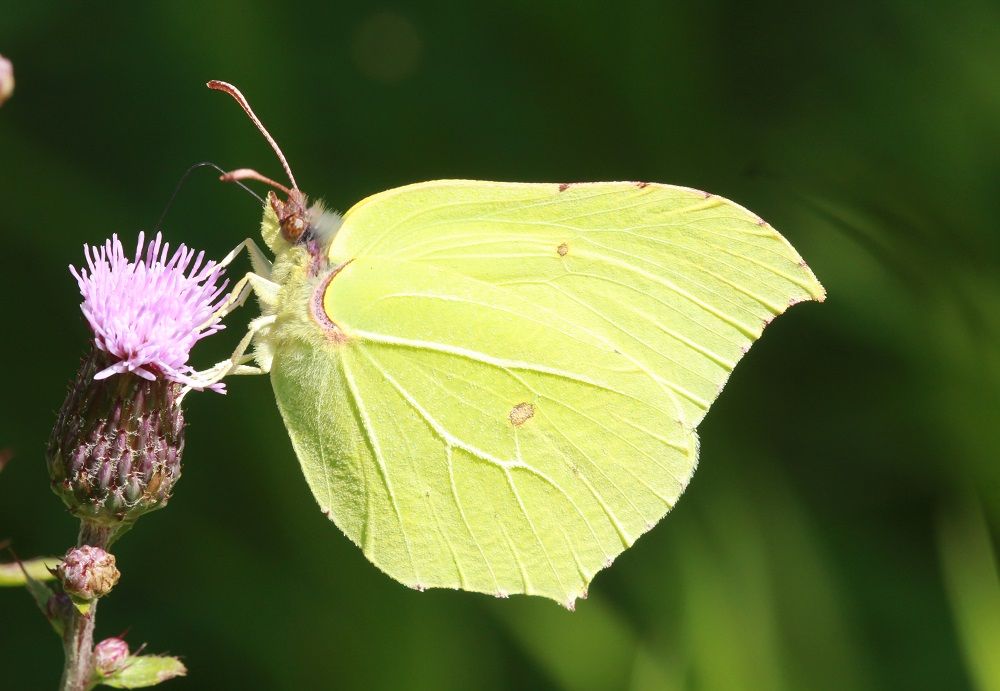 Gonepteryx rhamni