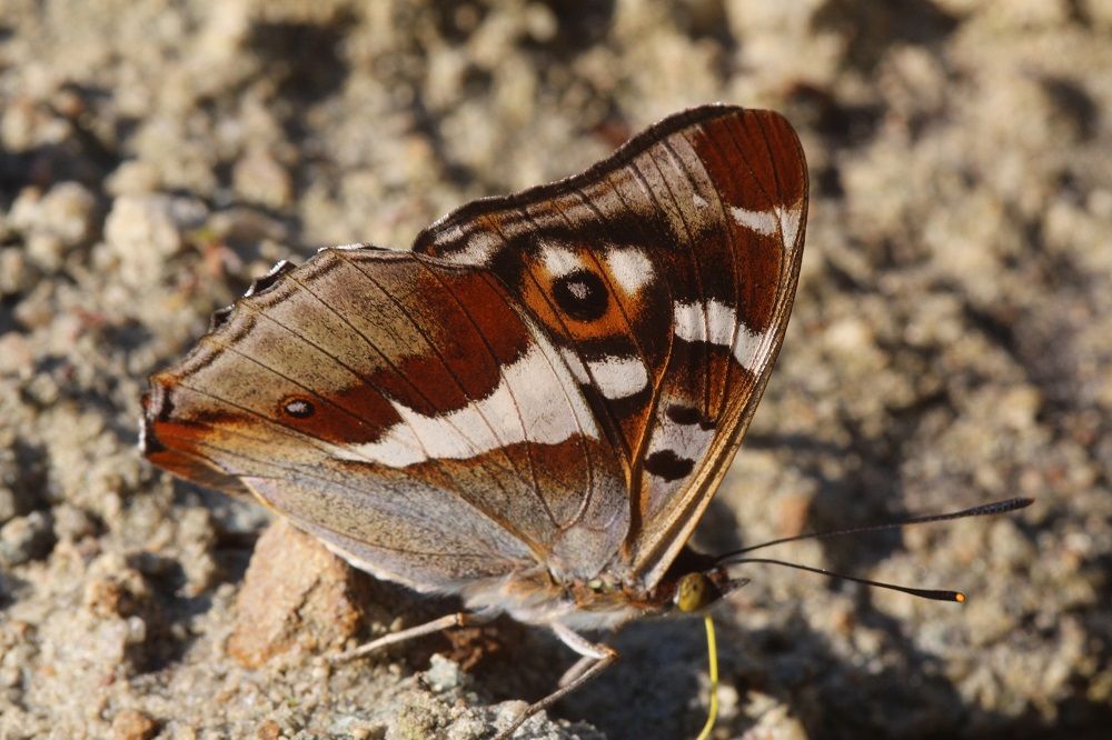 Apatura iris