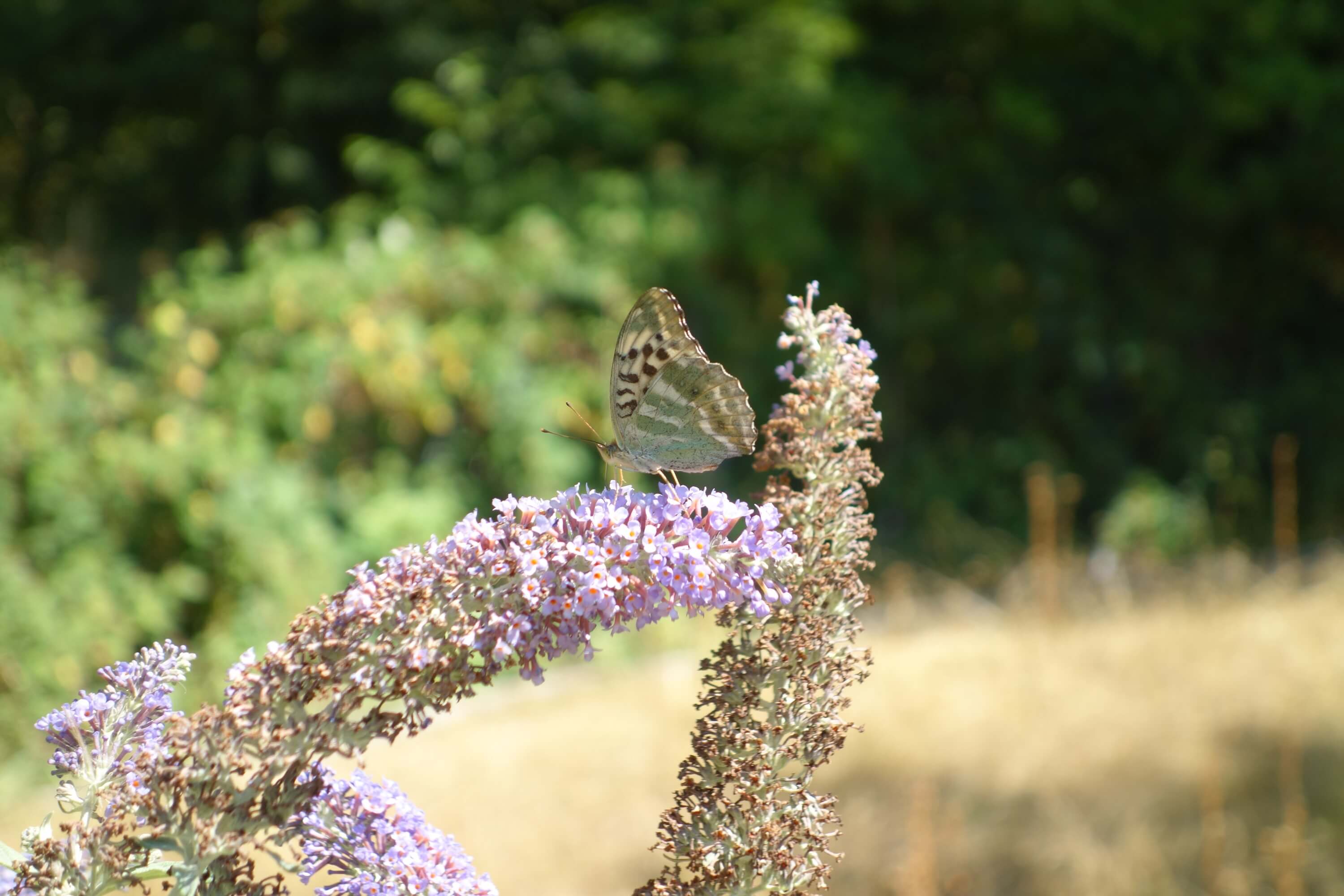 Argynnis paphia (Weibchen)