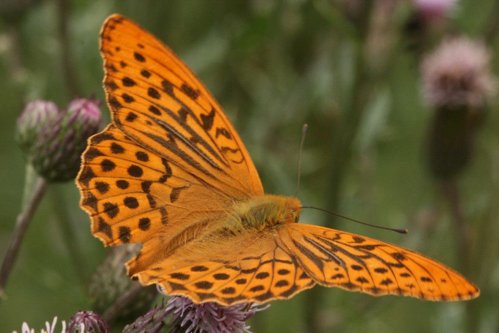 Argynnis paphia