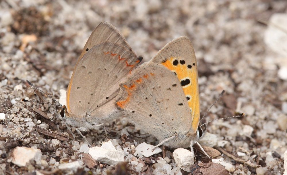 Lycaena phlaeas