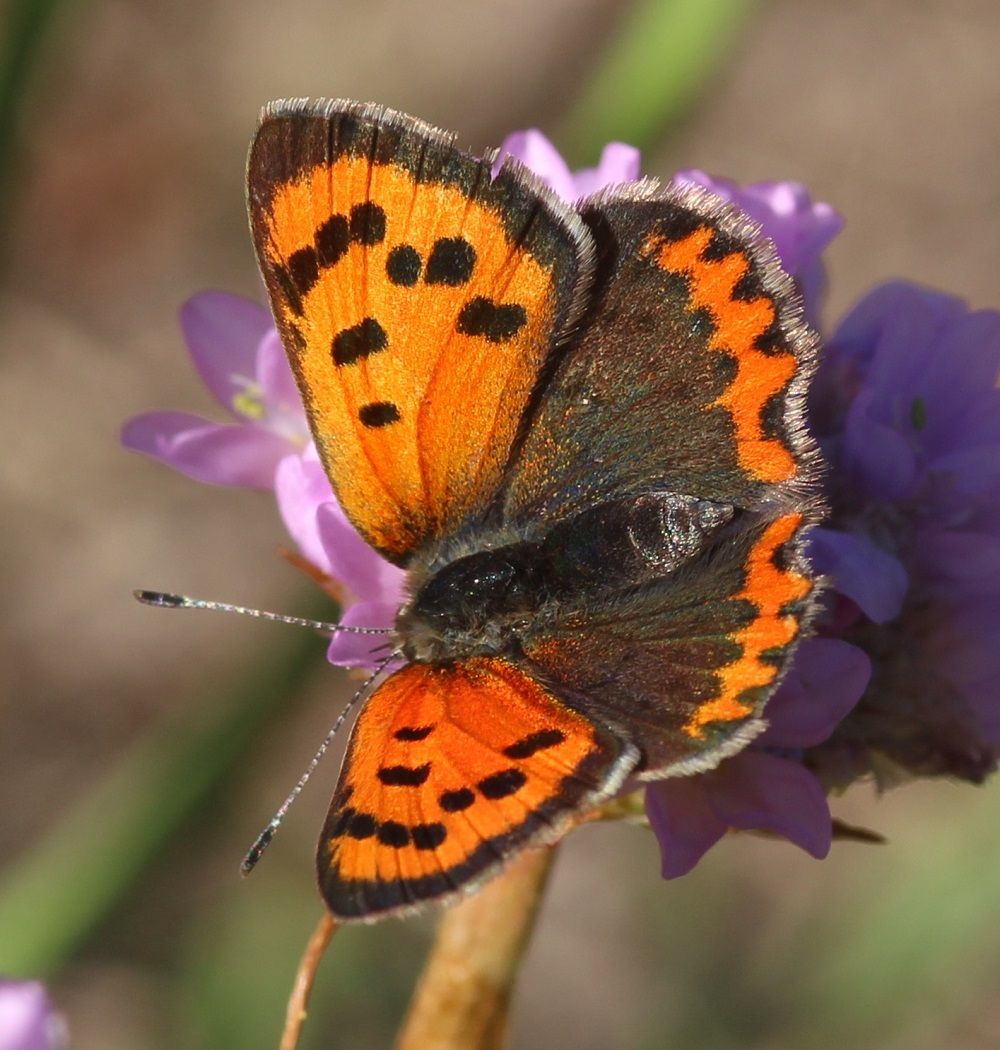 Lycaena phlaeas