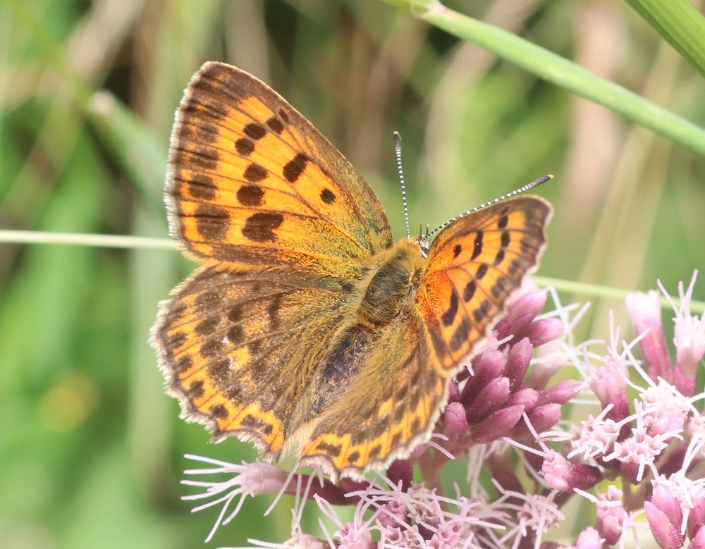 Lycaena virgaureae - Dukatenfalter (Weibchen) Lycaena virgaureae