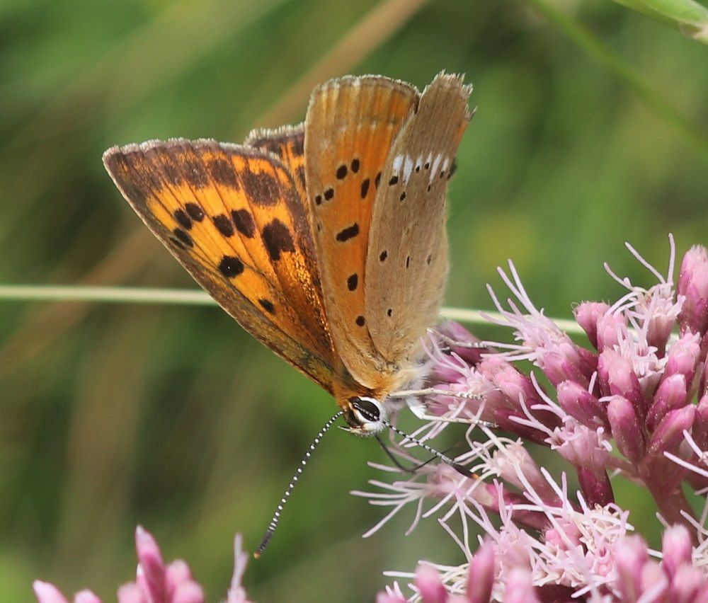 Lycaena virgaureae - Dukatenfalter (Weibchen) Lycaena virgaureae