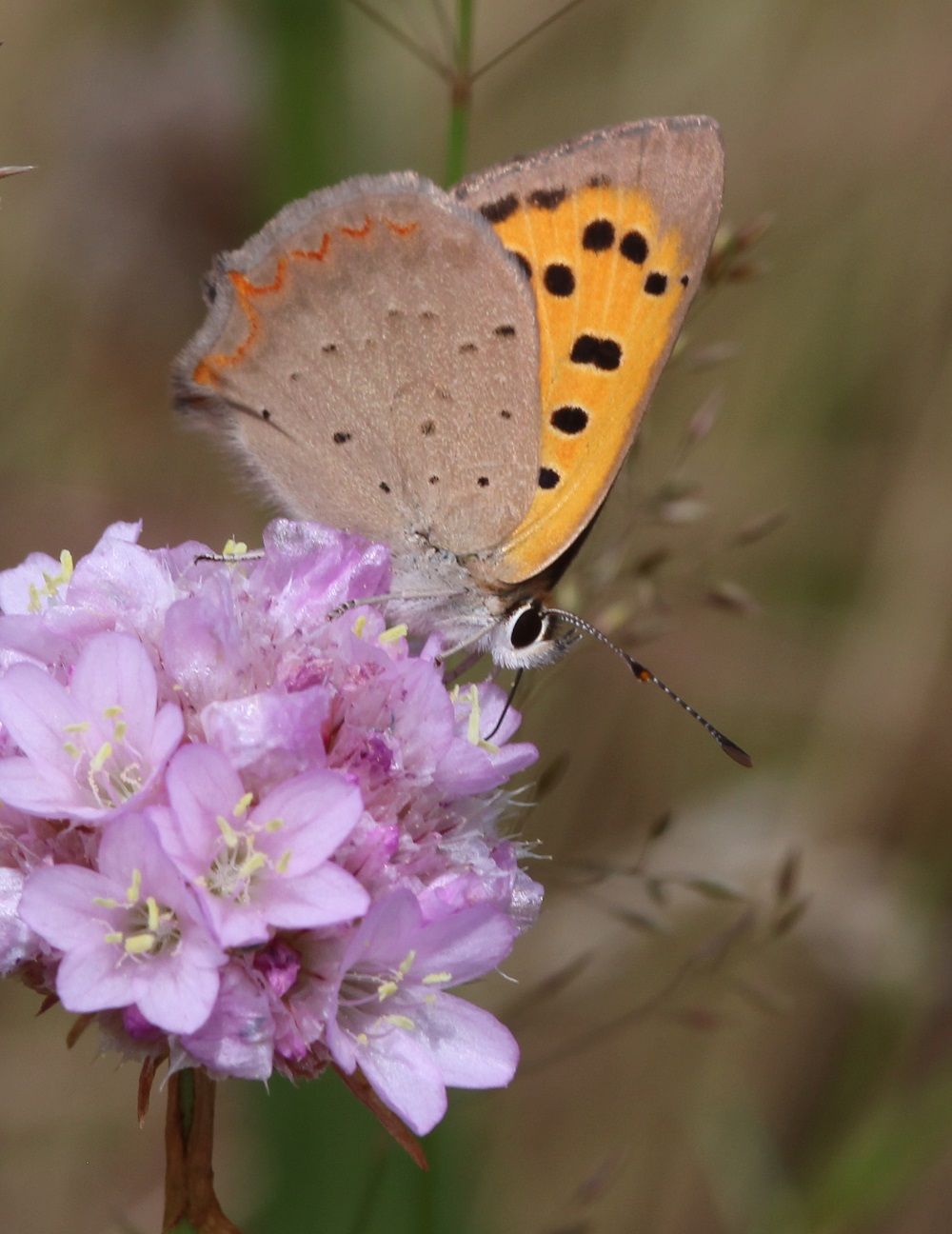 Lycaena phlaeas