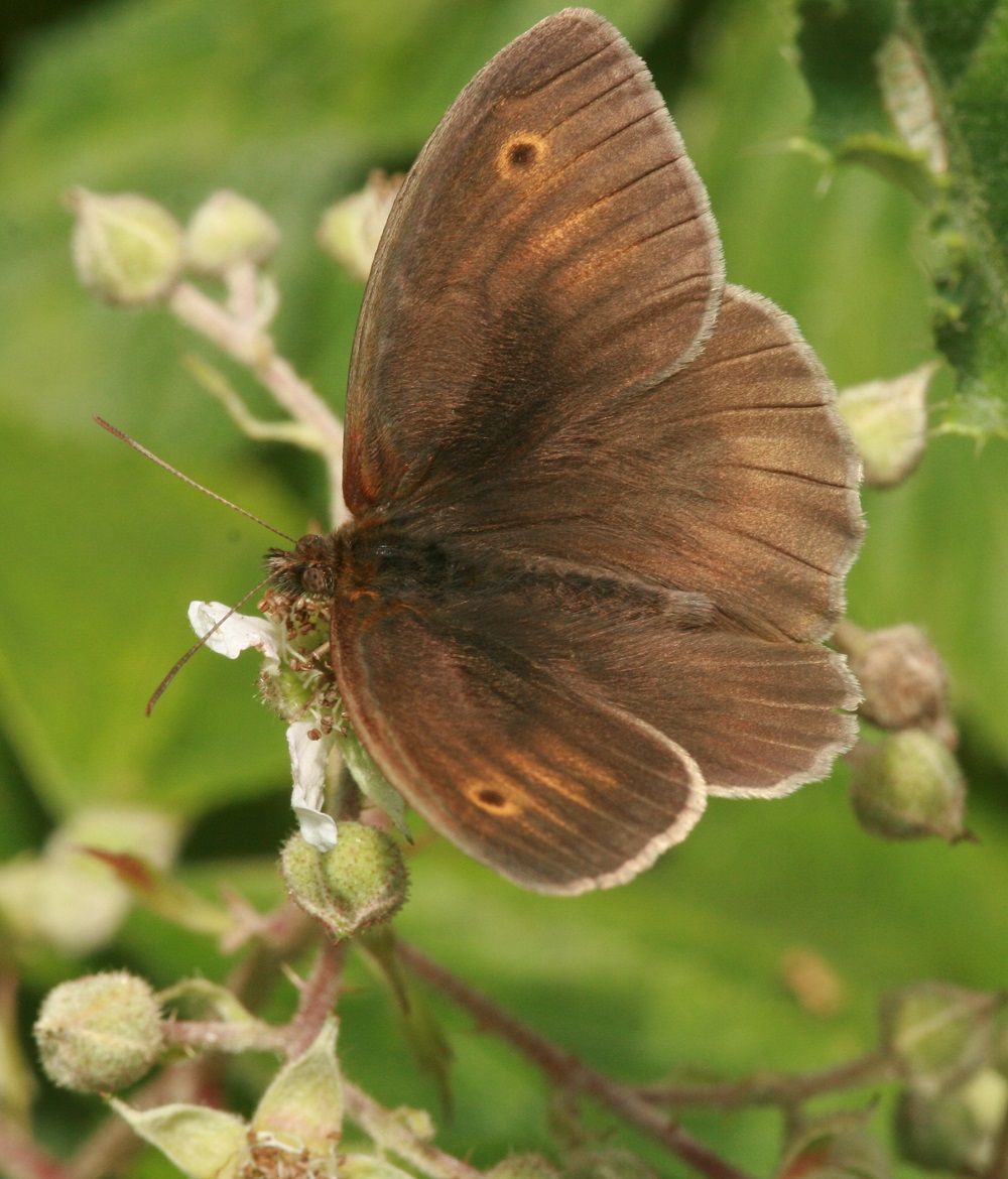 Maniola jurtina