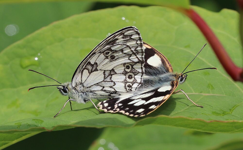 Melanargia galathea 