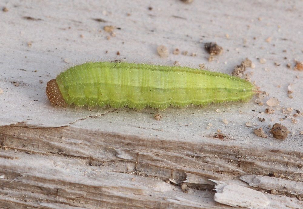 Melanargia galathea (Raupe)