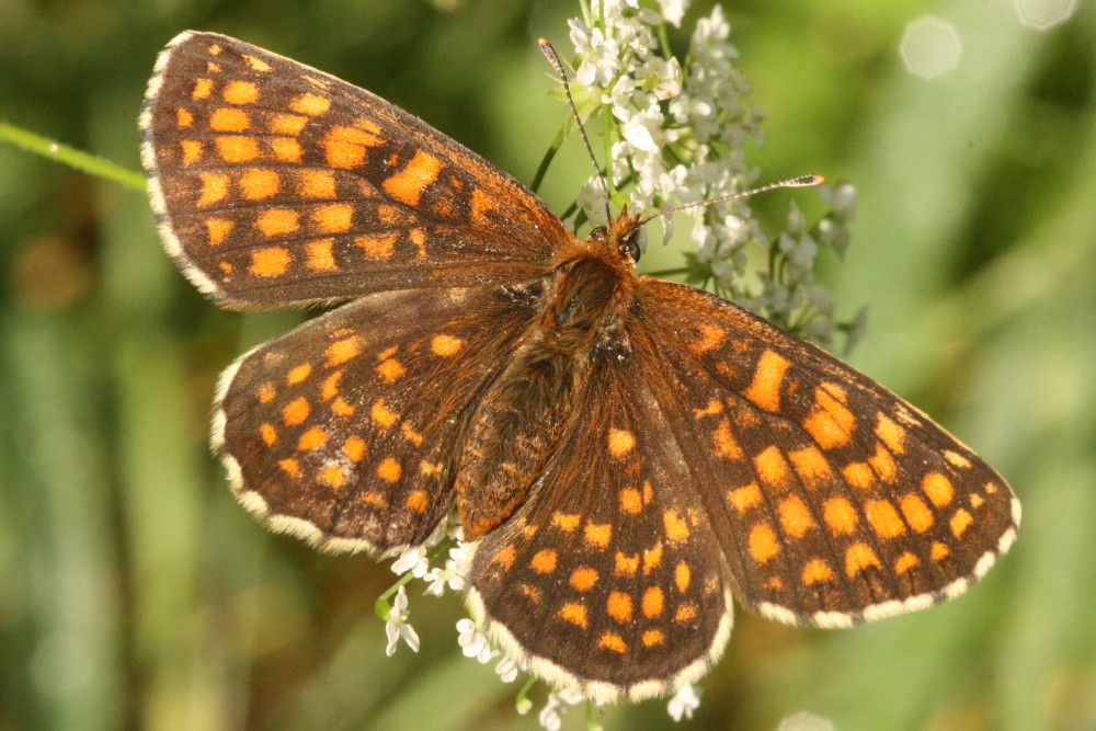 Melitaea athalia