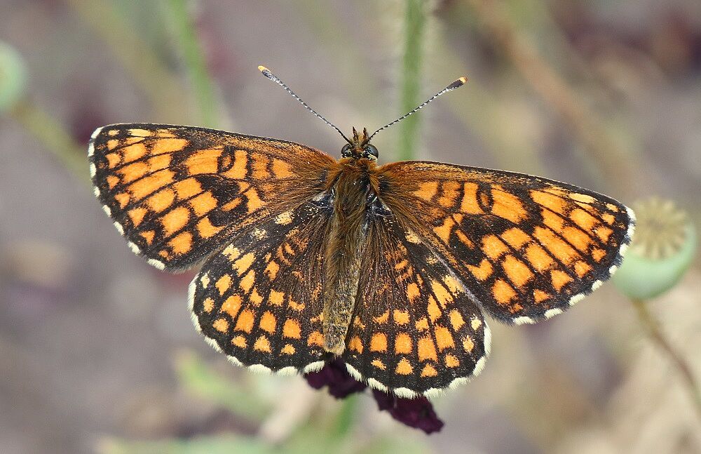 Melitaea athalia