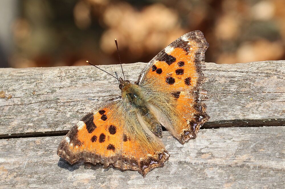 Nymphalis polychloros