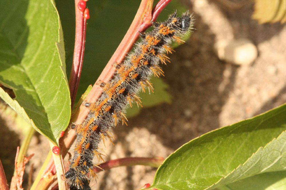 Nymphalis polychloros (Raupe)