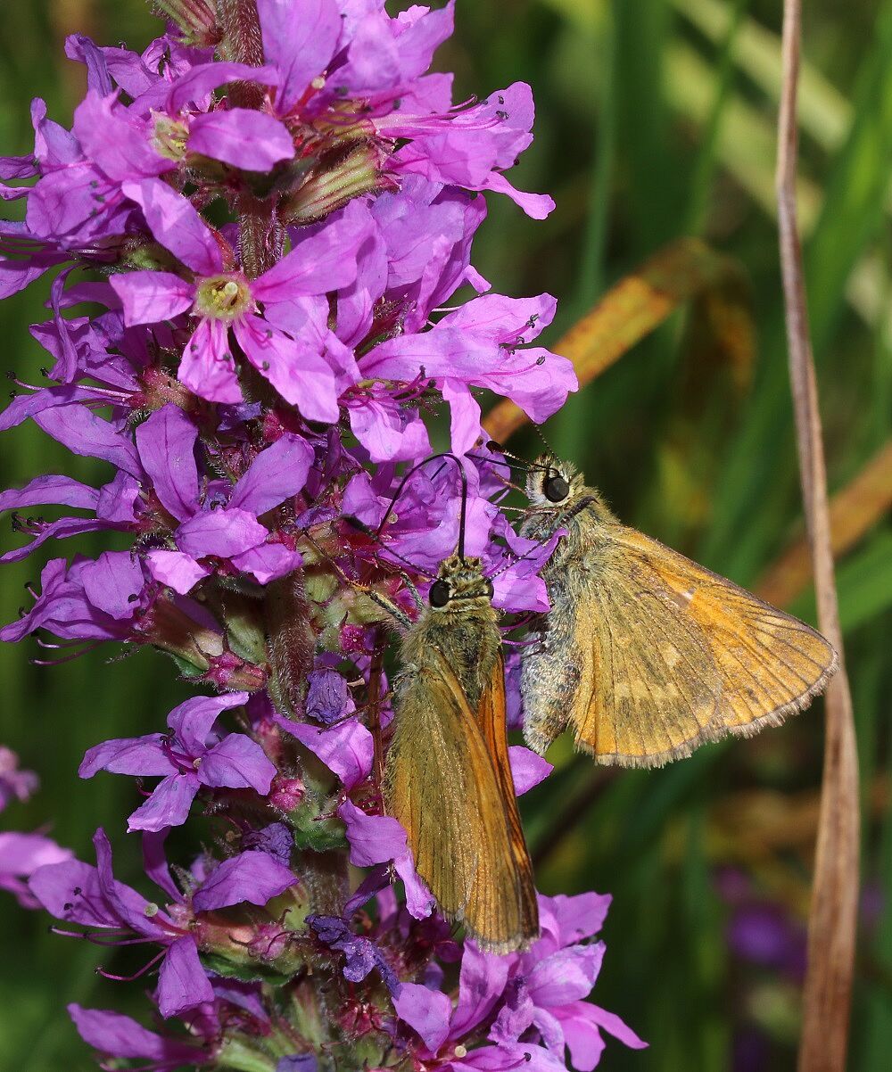 Ochlodes sylvanus