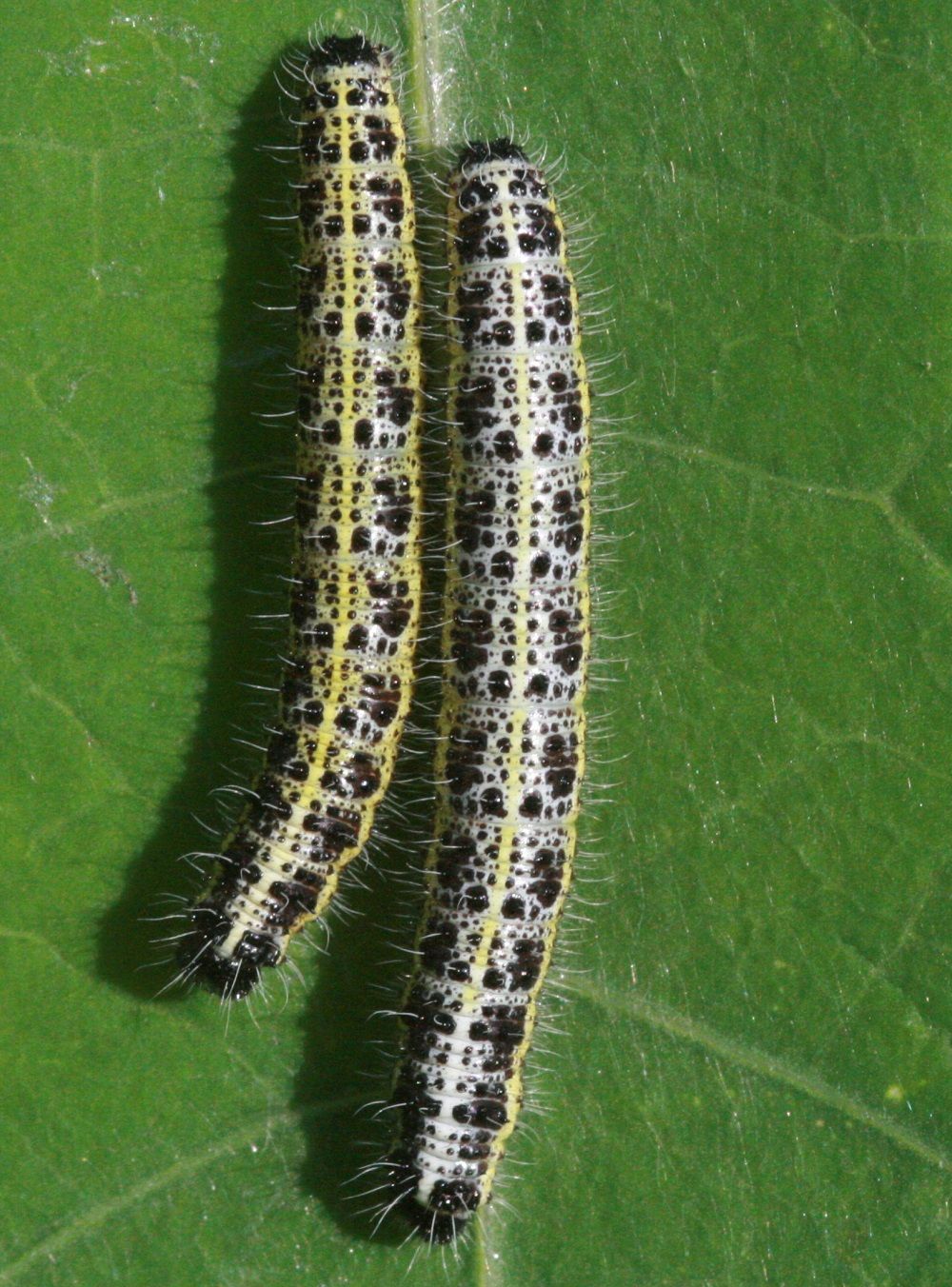 Pieris brassicae (Raupen)