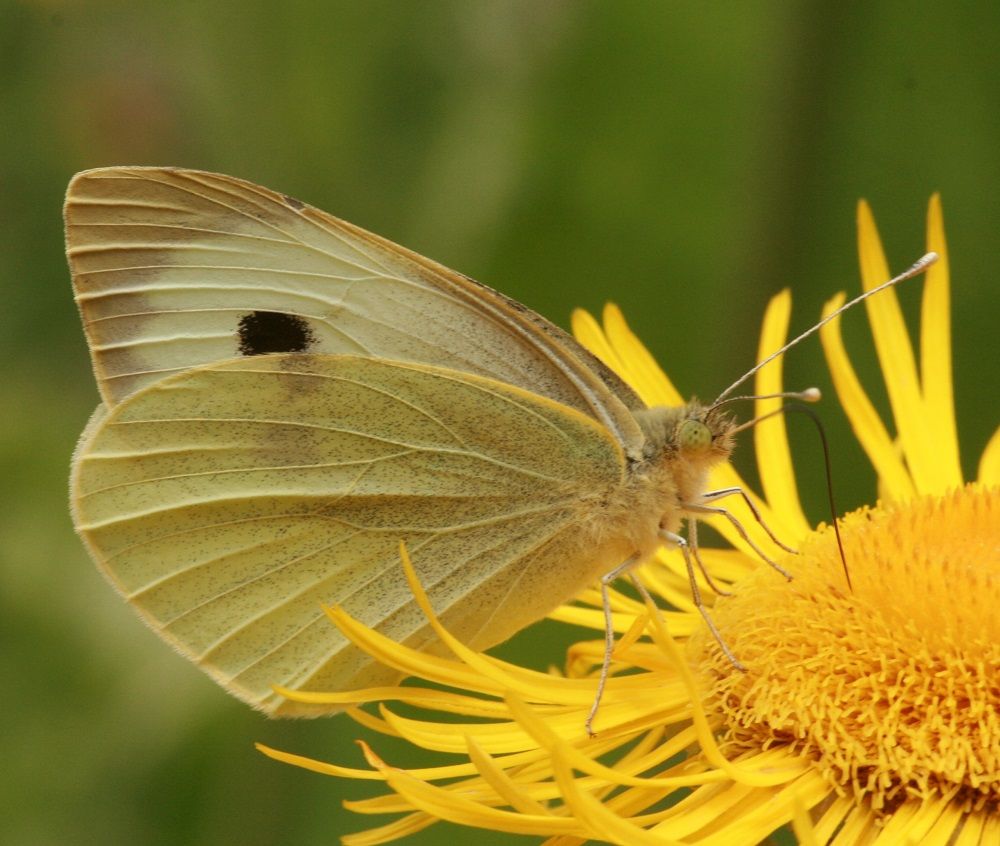 Pieris brassicae