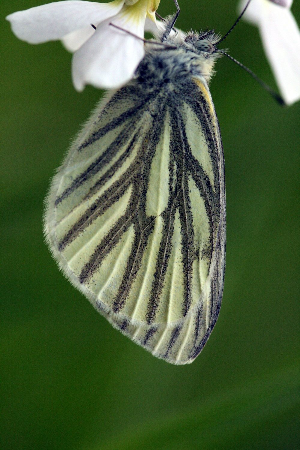 Pieris napi