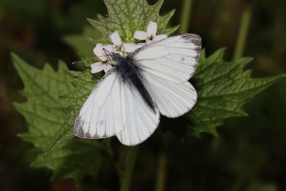 Pieris napi