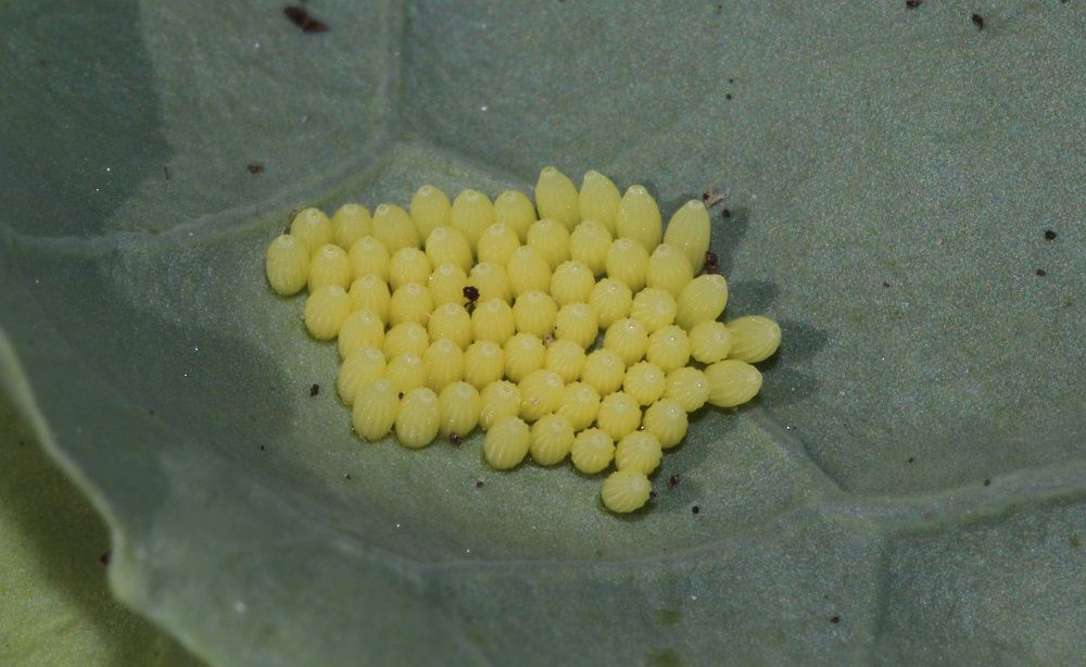 Pieris spec. (Eier)