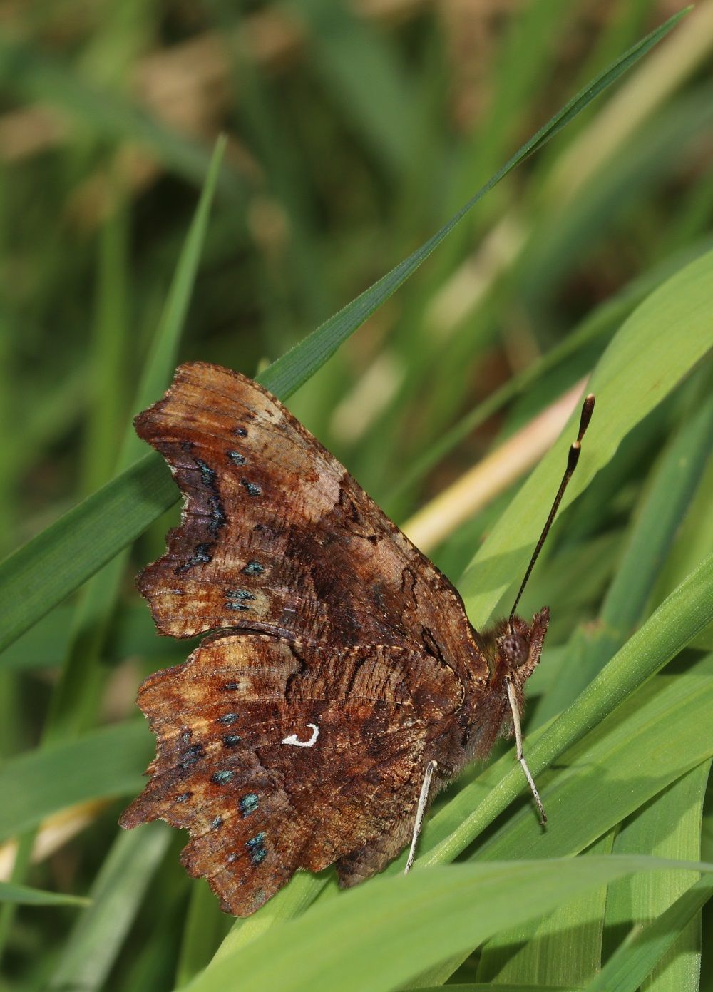 Polygonia c-album