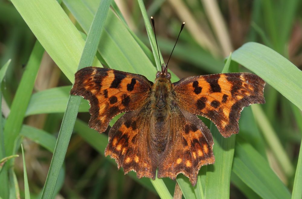 Polygonia c-album 